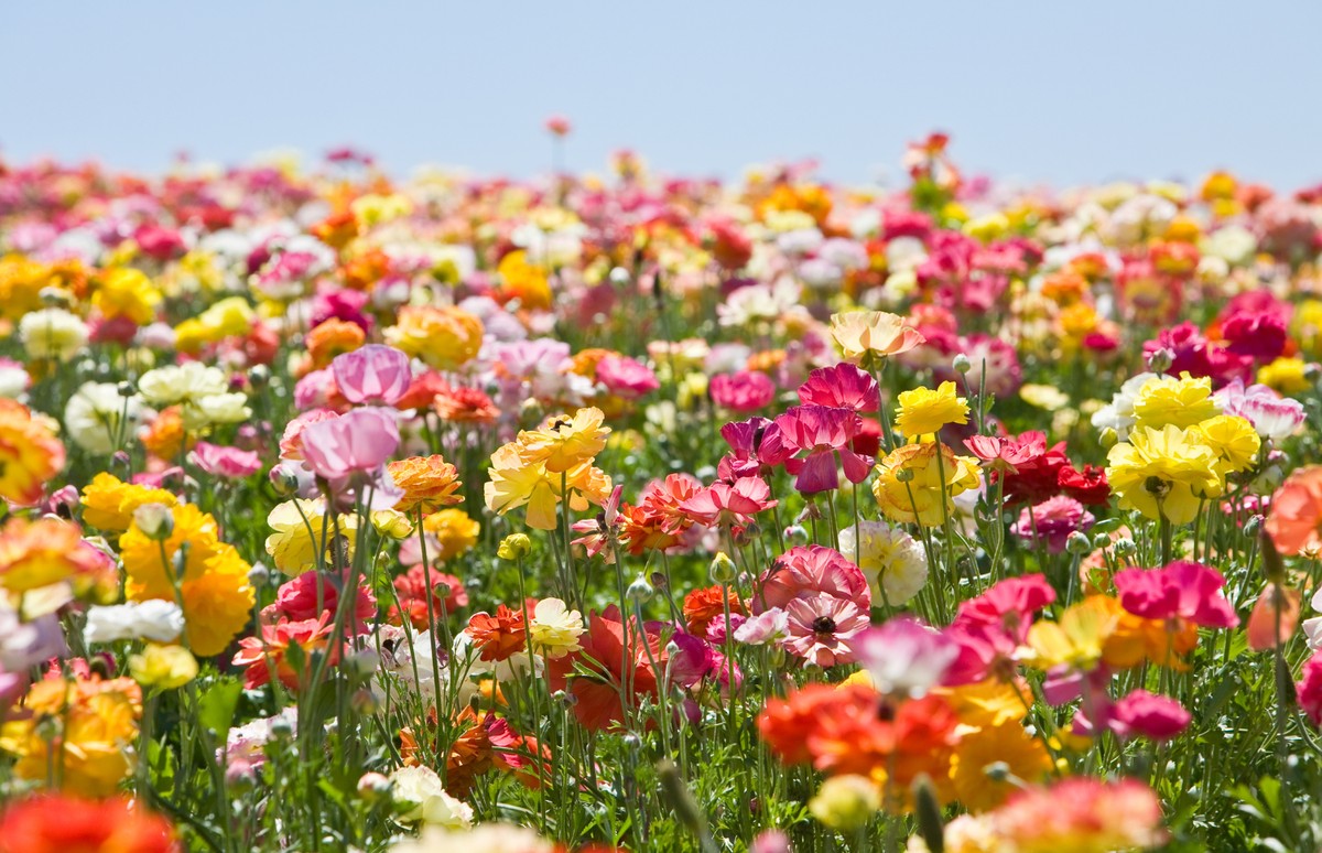 Primavera 7 flores para plantar durante a esta o
