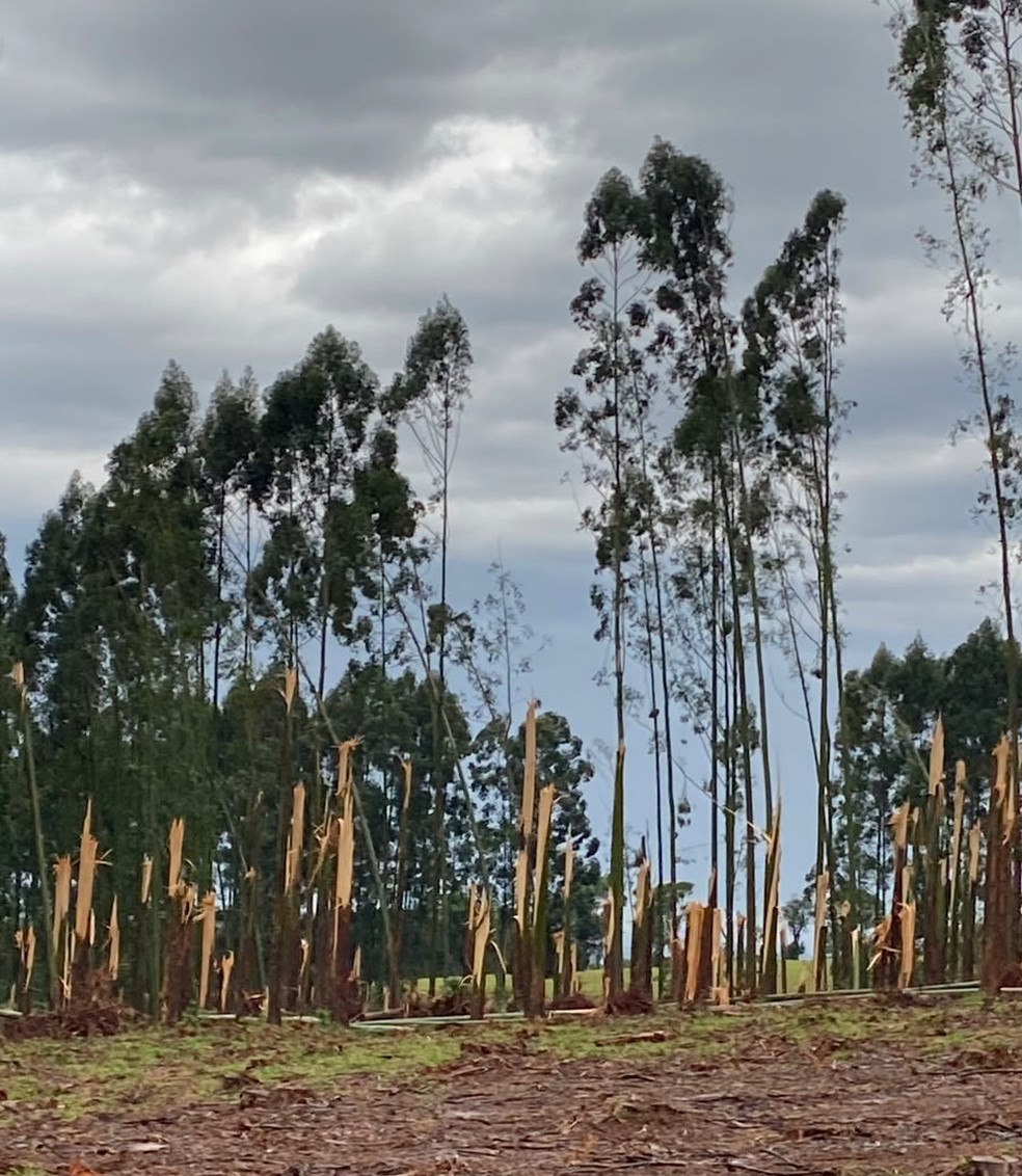 Planta&ccedil;&atilde;o de eucalipto atingida em Espig&atilde;o Alto do Igua&ccedil;u (PR) &mdash; Foto: Arquivo pessoal/Vanderlei Rohden