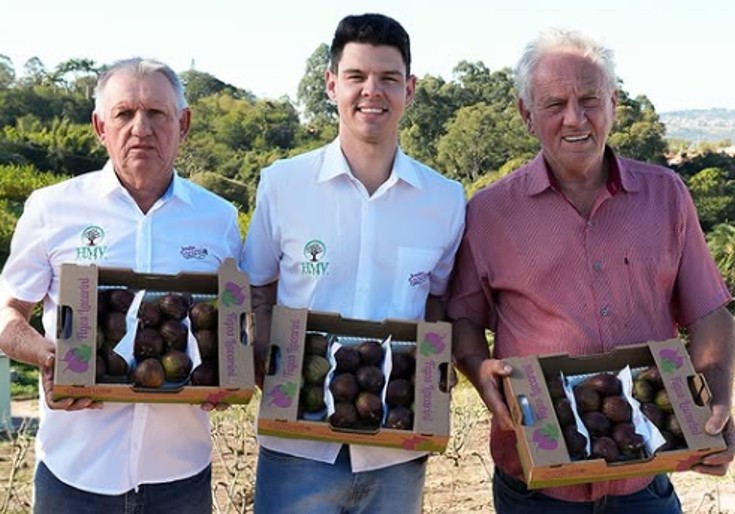 'Capital do figo' espera aumento da produção da fruta nesta safra