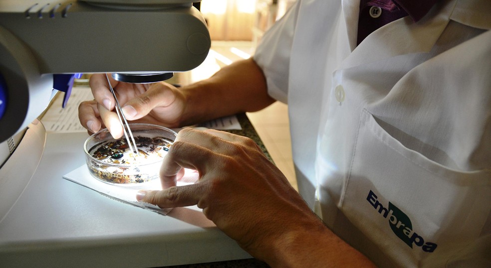 Pesquisador faz testes em laboratório: trabalho de órgãos estatais, como a Embrapa, é essencial na pesquisa agropecuária — Foto: Embrapa/Divulgação