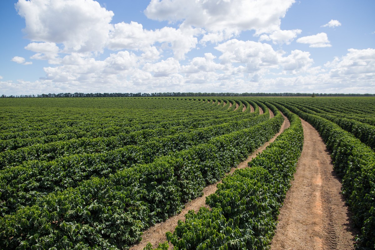 Fim da colheita de café direciona atenção de produtores para a safra 2027/28