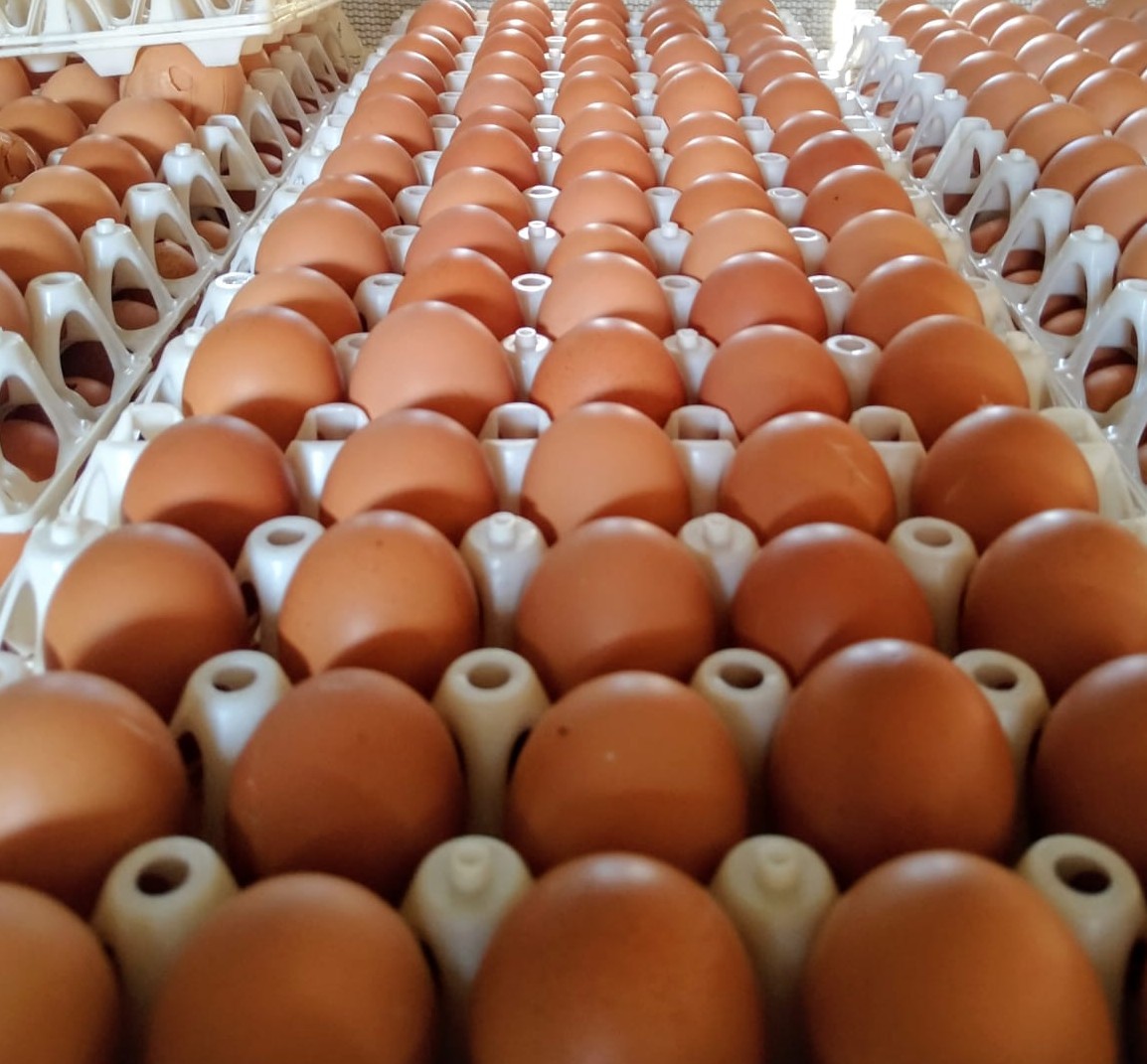 Empresa gaúcha bate recorde mundial na produção de ovos