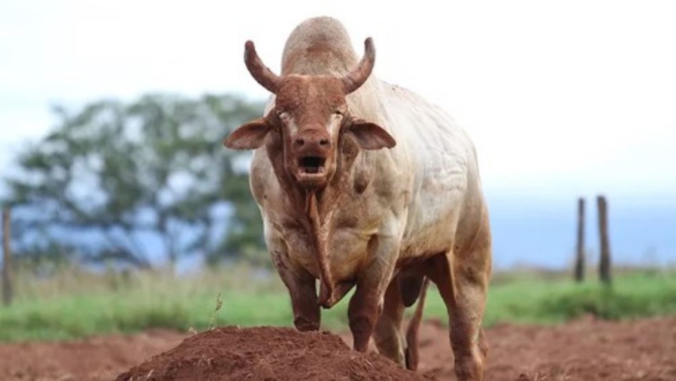 Agressivo — Foto: André Silva