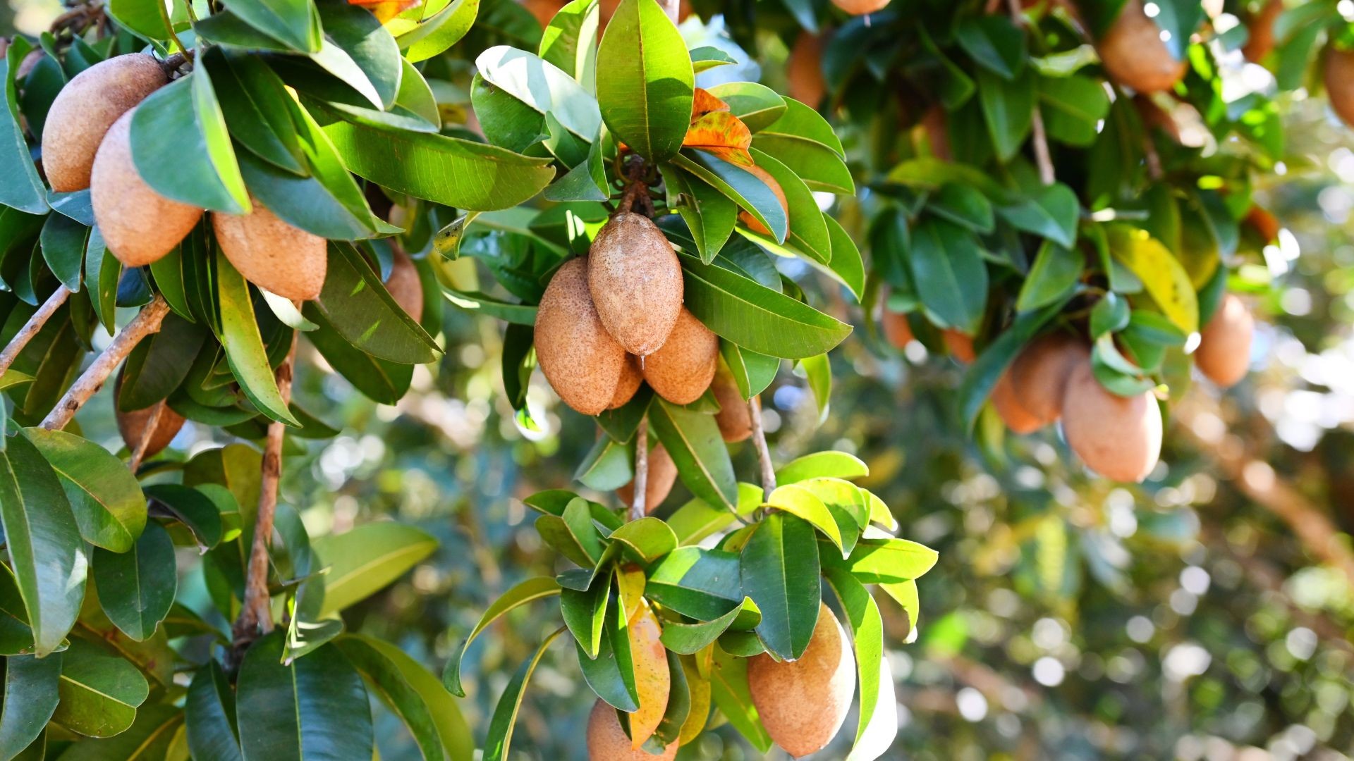 De zimbro a sapoti: livro apresenta frutas exóticas e nativas para crianças
