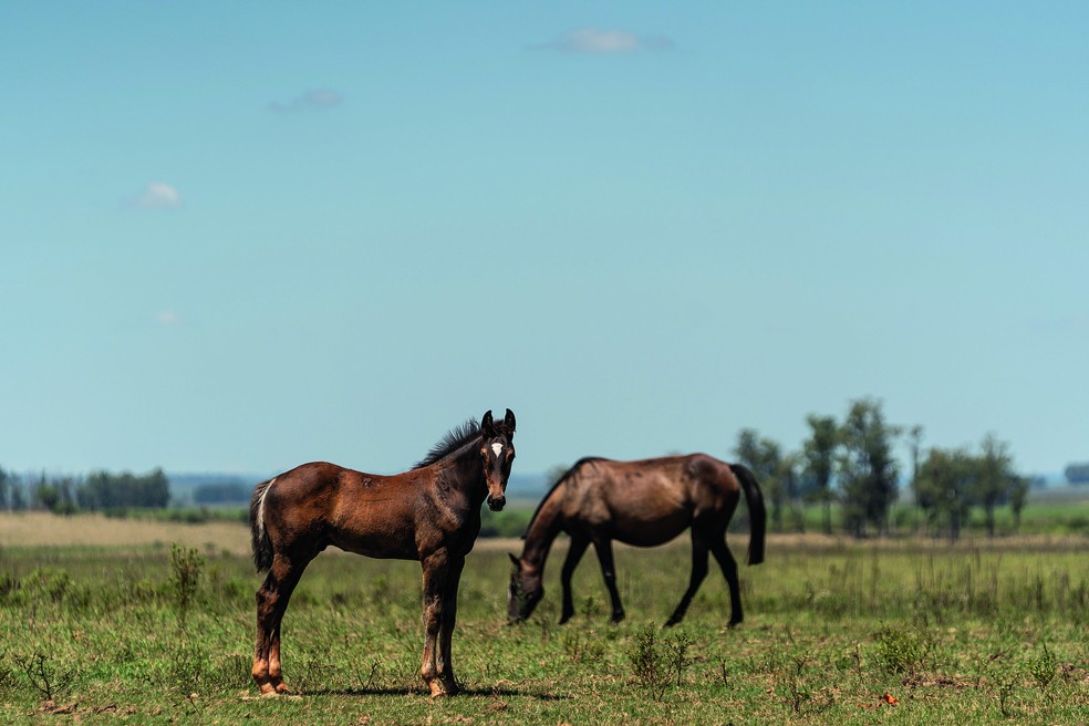 Rincão se tornou a única coudelaria do Exército Brasileiro em 1988 — Foto: Marcelo Curia/Globo Rural