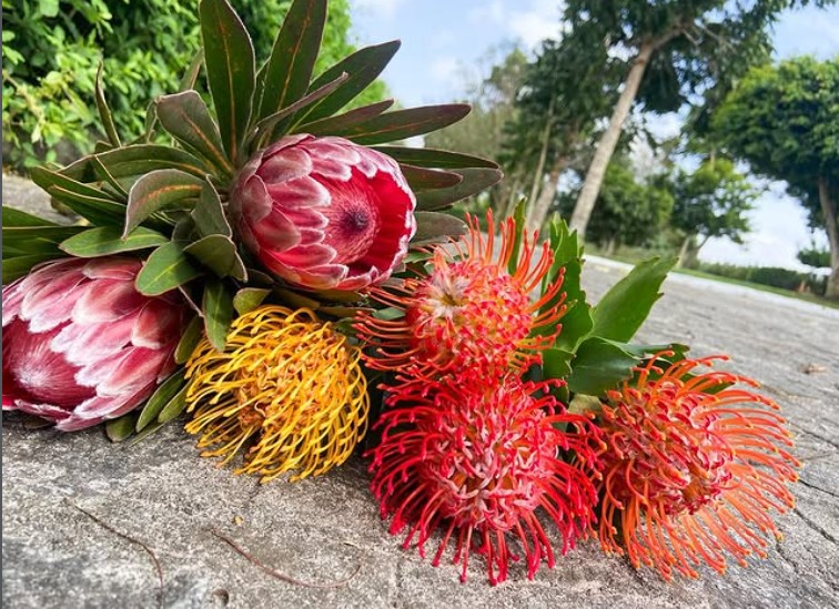 Estética africana incentiva venda de
flores rústicas e exóticas