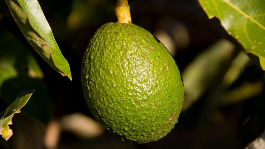 Fungo no abacate pode ser a causa das lesões nos frutos