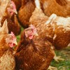 Ave infectada estava no município de Quixeramobim (CE) - Alexas Fotos/Pexels