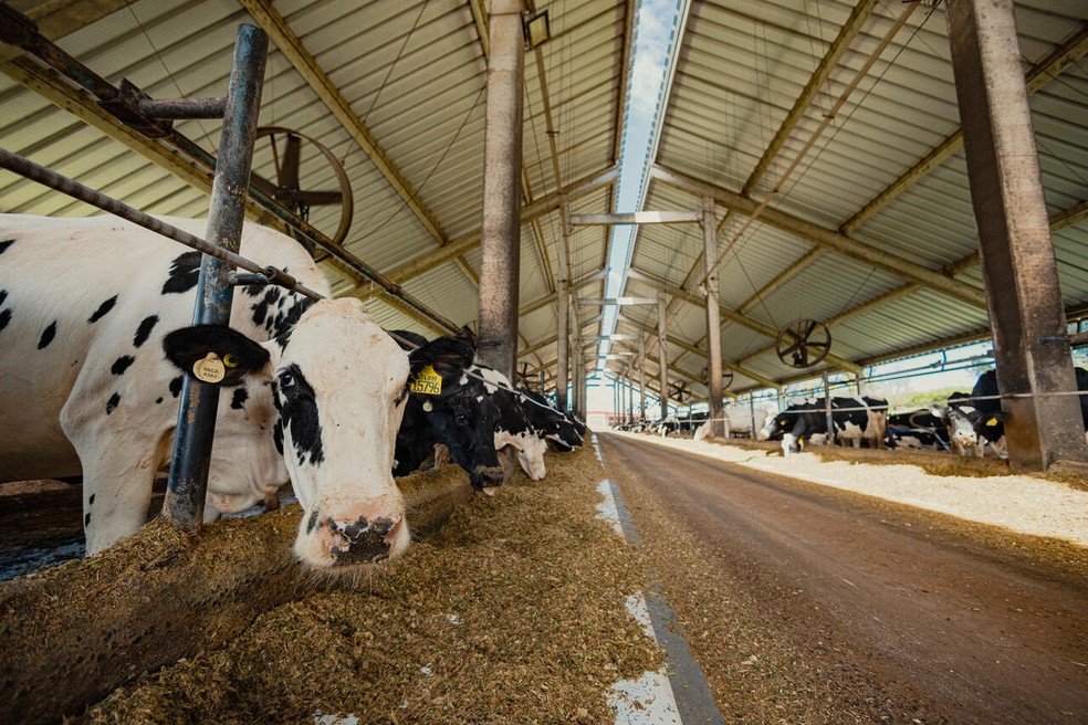 Na Fazenda Santa Rita, em Descalvado (SP), Agrindus cobre todo o rebanho leiteiro com seguro — Foto: Agrindus/Divulgação