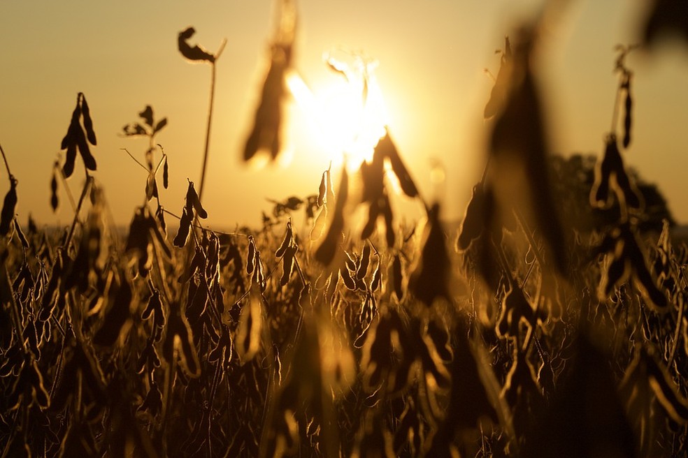 Lavoura de soja. Estimativa de oferta global do grão foi elevada pelo USDA para a safra 2022/2023 — Foto: Pixabay