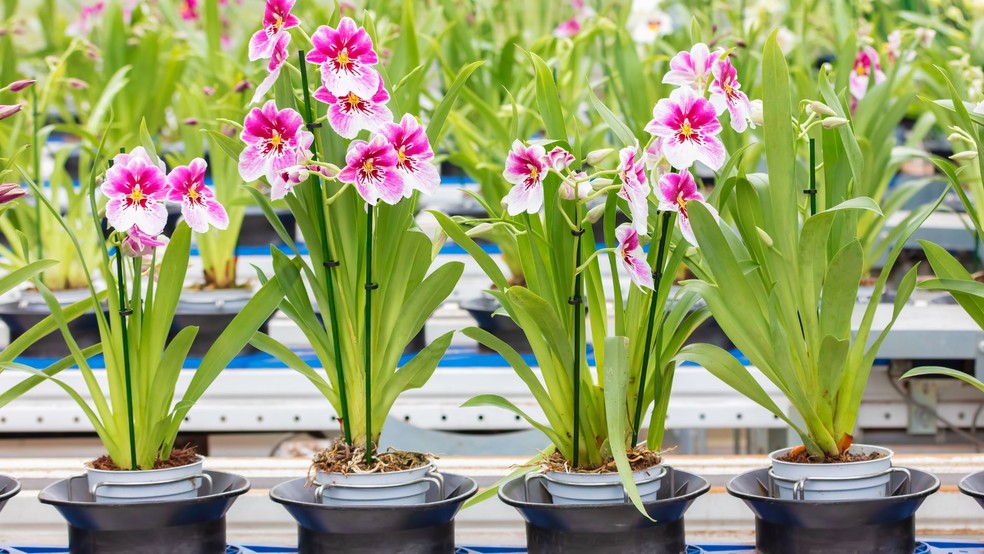 Vendas de orquídeas vêm aumentando muito nos últimos anos — Foto: Canva/Creative Commons
