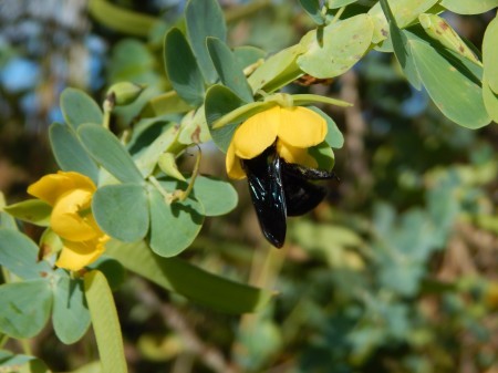 Estudo aponta relação entre bactérias no solo e atratividade de flores para abelhas