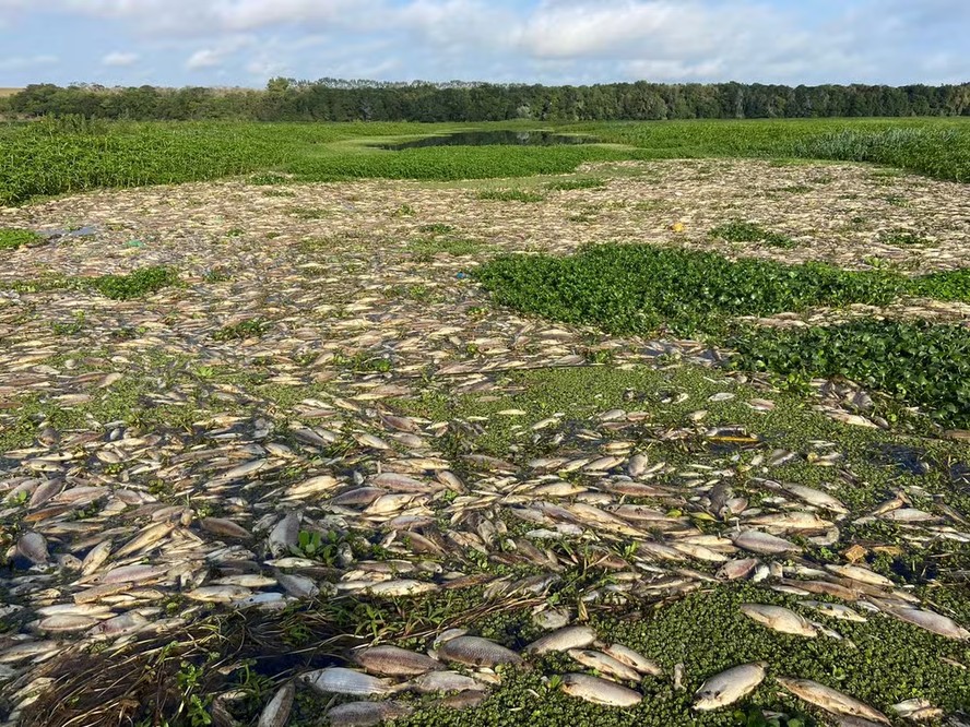 Peixes mortos no Rio Piracicaba