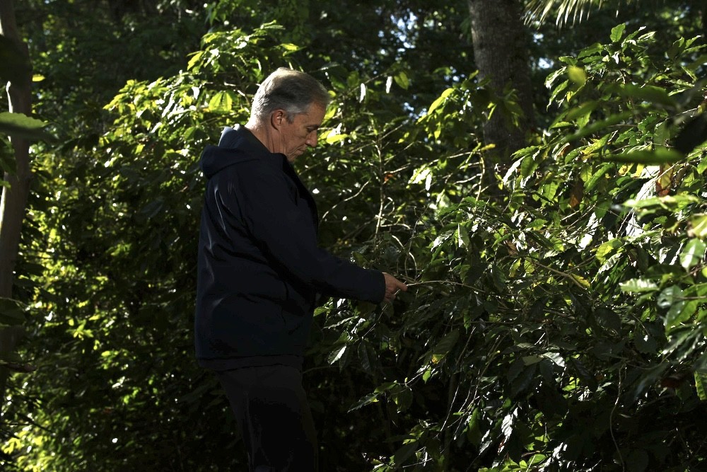 Produtores inovam e transformam flores do café em matéria-prima para chás