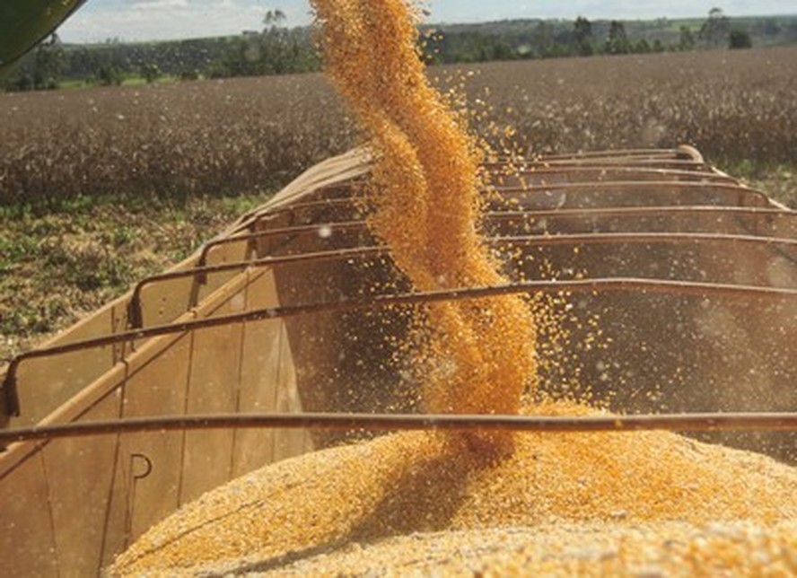 Colheita da safrinha de milho está atrasada em relação a de 2022