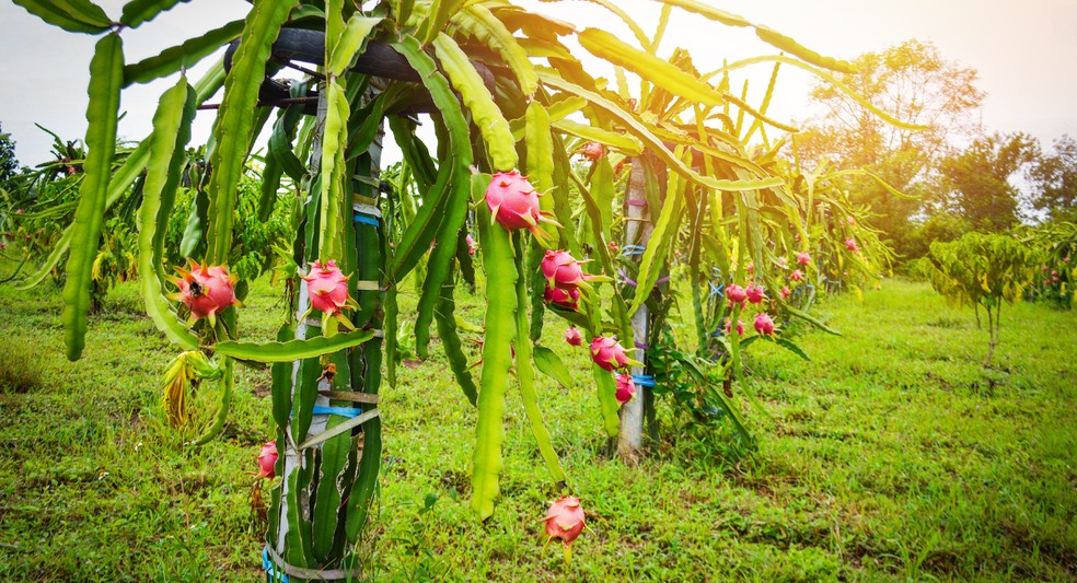 Pitaya — Foto: Foto Globo Rural