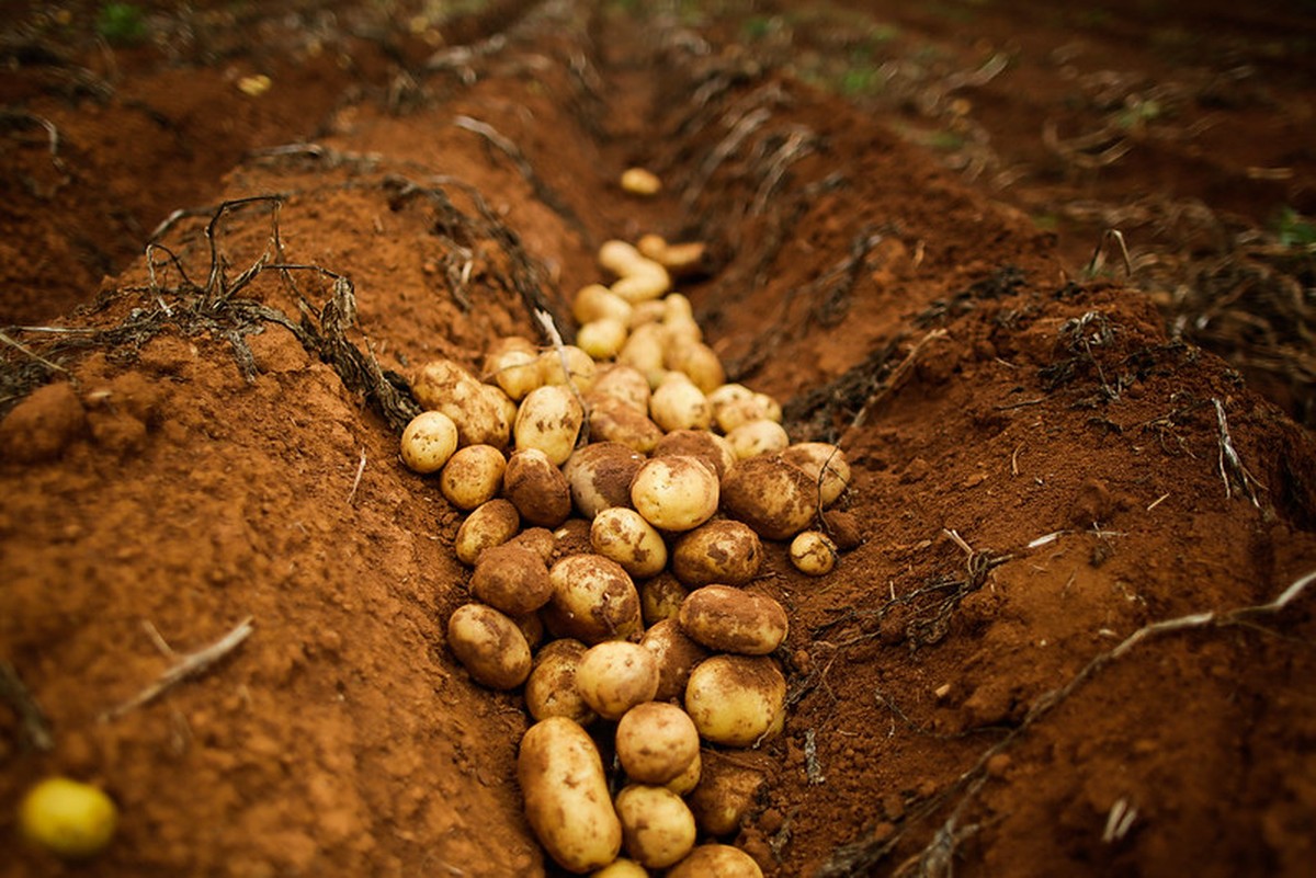 Produtividade da safra de batata melhora em São Paulo