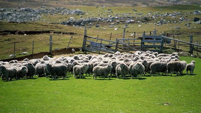 Disputada por argentinos e britânicos, Falkland tem 140 ovelhas para cada morador