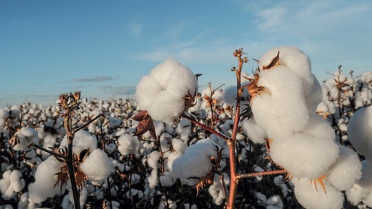 Exportações de algodão da Índia ficam lentas com agricultores segurando vendas