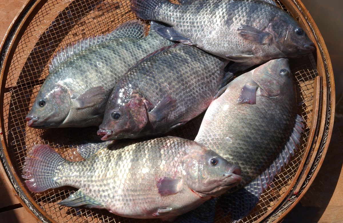 Oferta restrita de tilápia mantém cotações do peixe elevadas