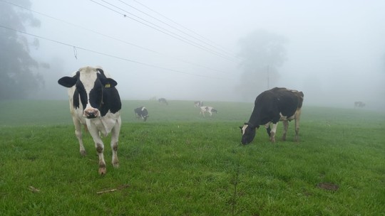 Chuva no RS afeta entrega de 40% de leite para a indústria