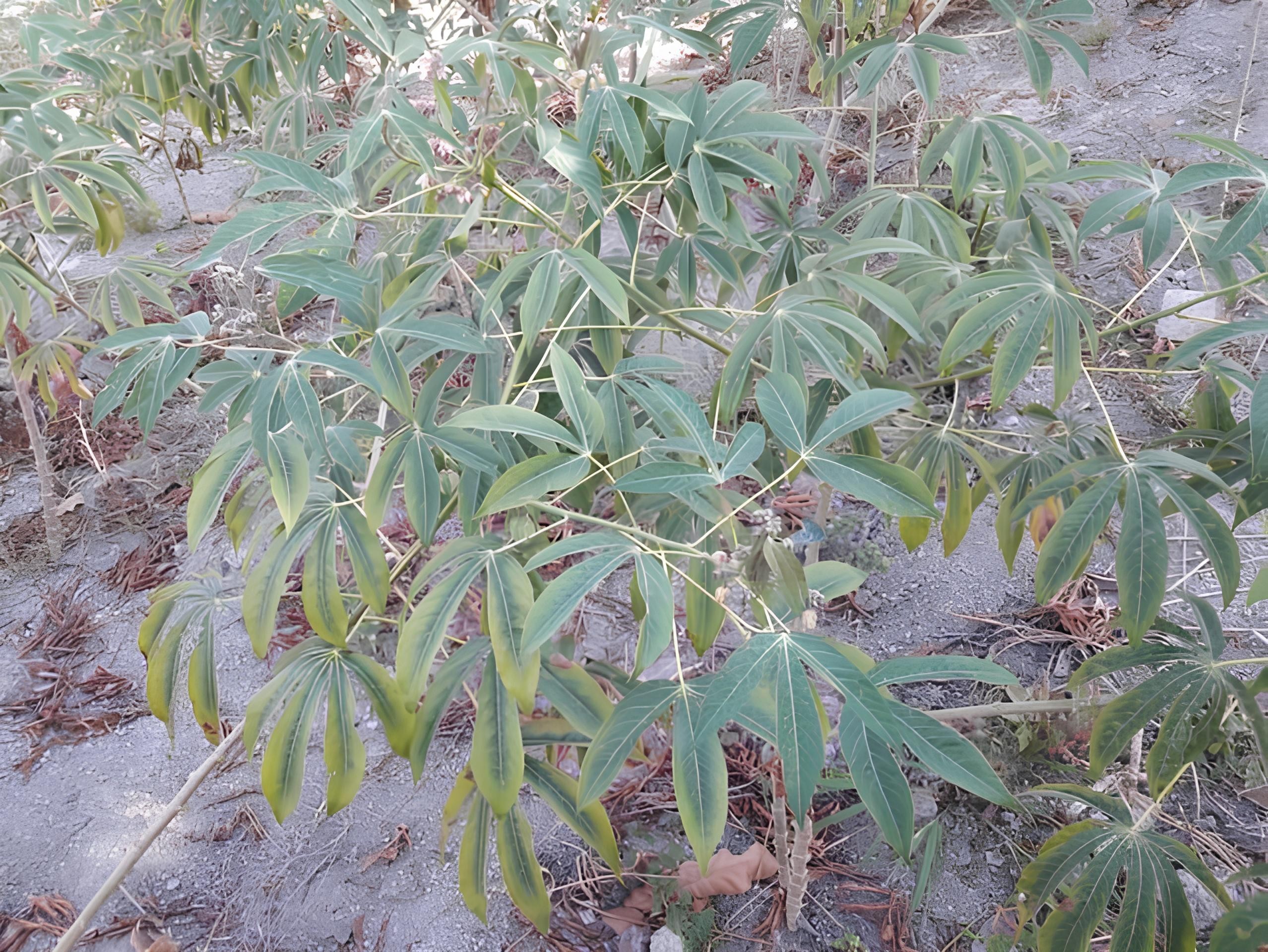 Por que a mandioca pode florescer de maneira precoce?