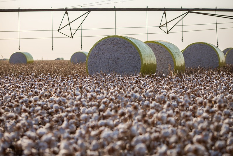 Irrigação e produtividade aumentaram colheita de algodão na Bahia