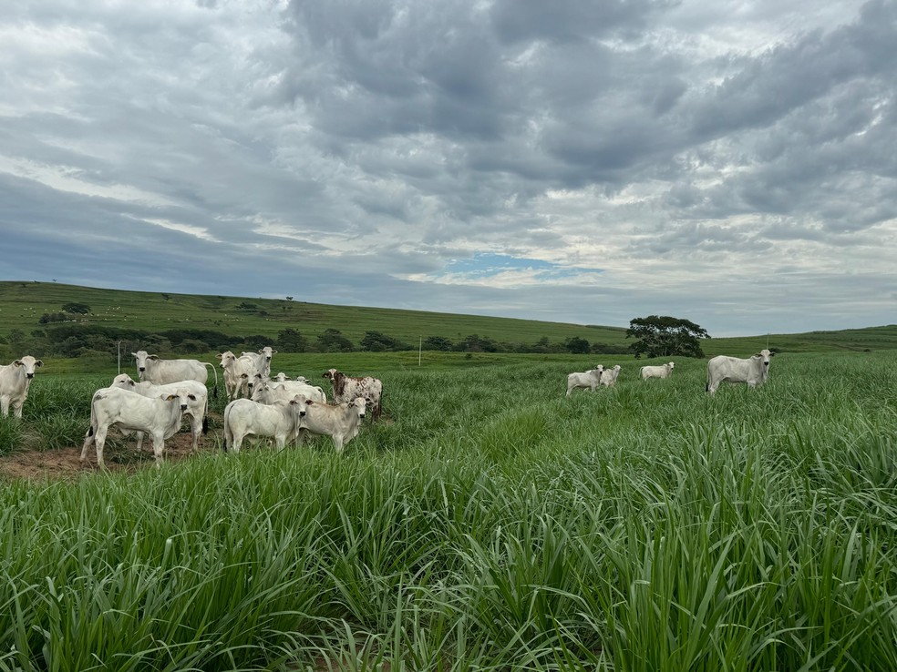 Bois certificados pela Embrapa e MBRF como o Carne Baixo Carbono — Foto: Divulgação