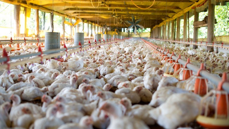 China ganha relevância no comércio mundial de frango