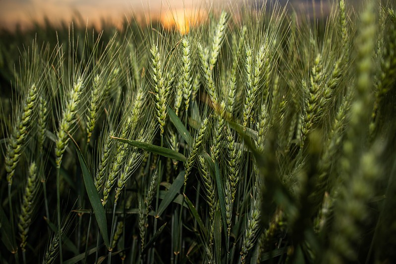 Safra de trigo no RS deve crescer 55% este ano, diz Emater