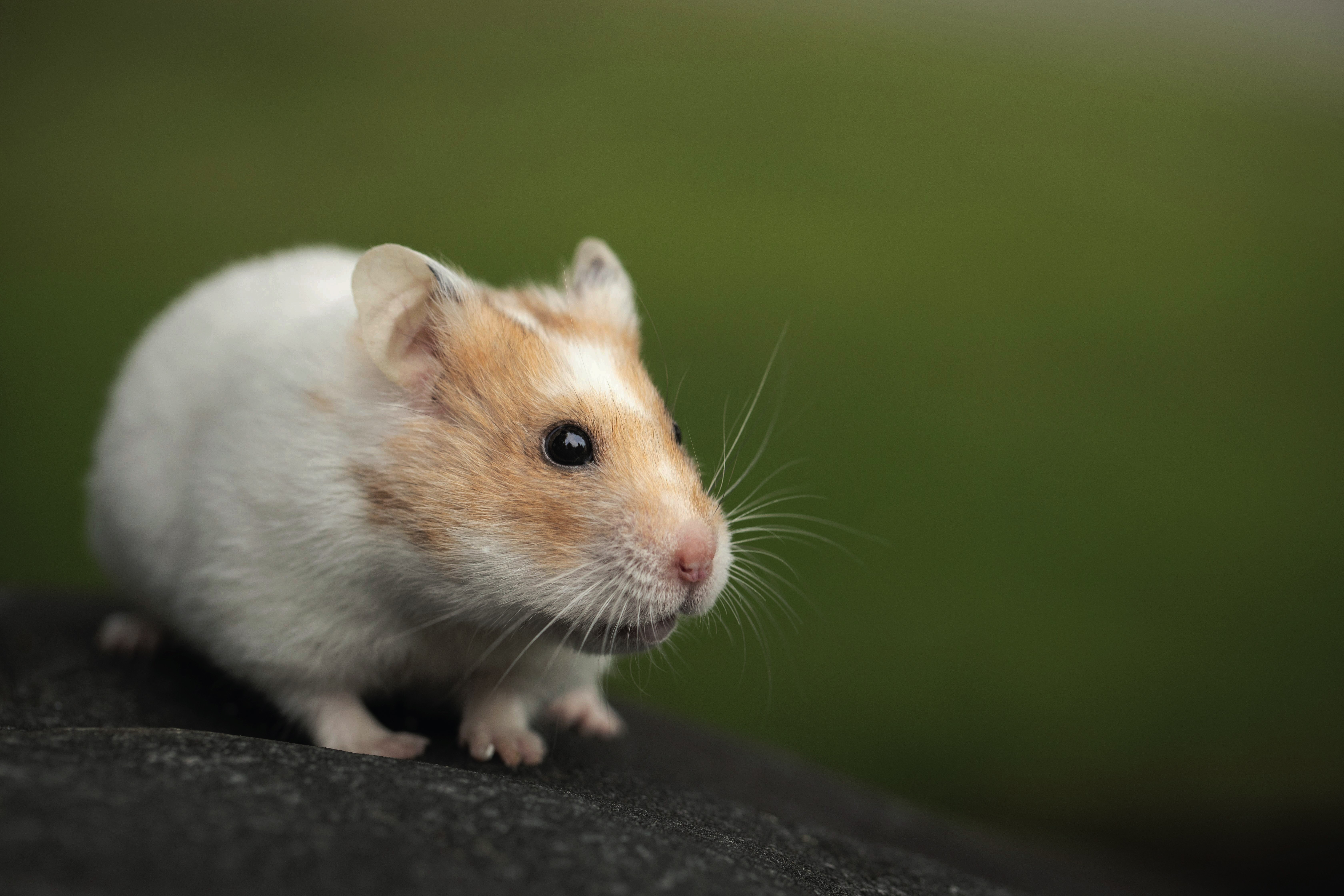 Como fazer uma criação de hamster