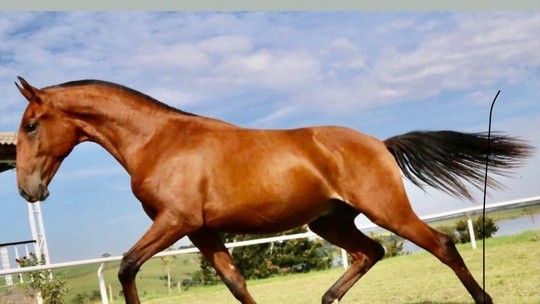Brasil exporta de 80 a 150 cavalos lusitanos vivos por ano