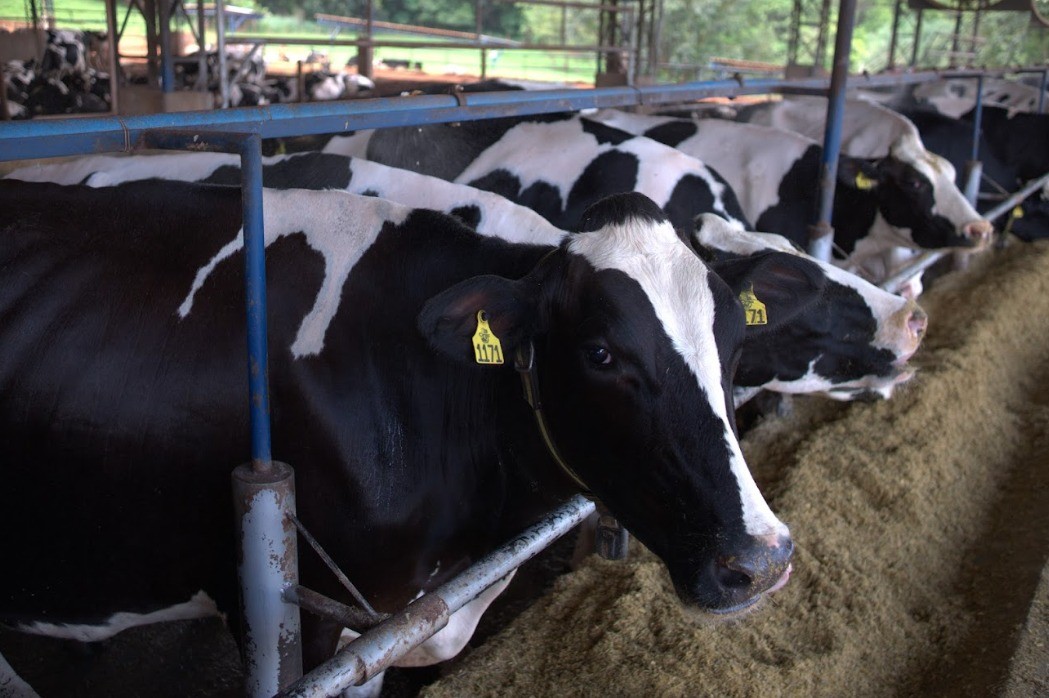 Nestlé lança websérie sobre produção 
sustentável de leite, do campo ao copo
