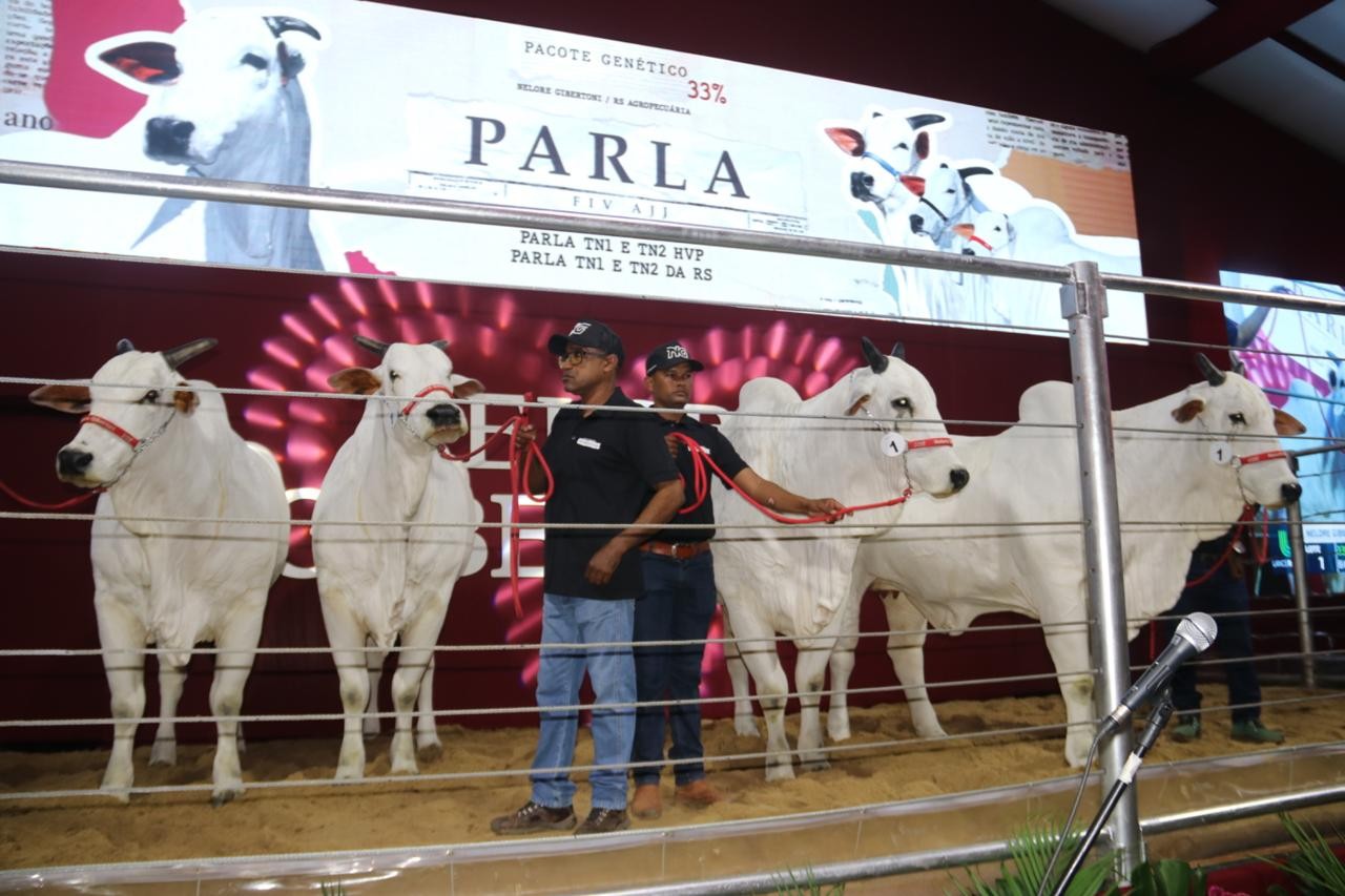 Vaca bate recorde de valorização mesmo depois de morta