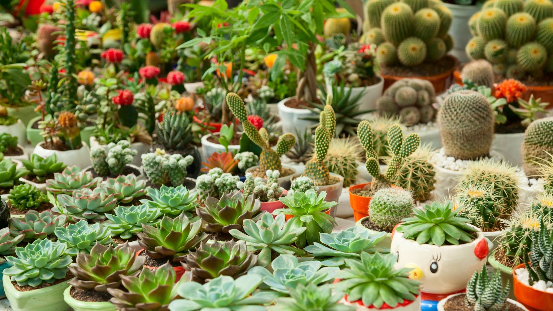 Conheça cinco tipos de suculentas e os principais cuidados