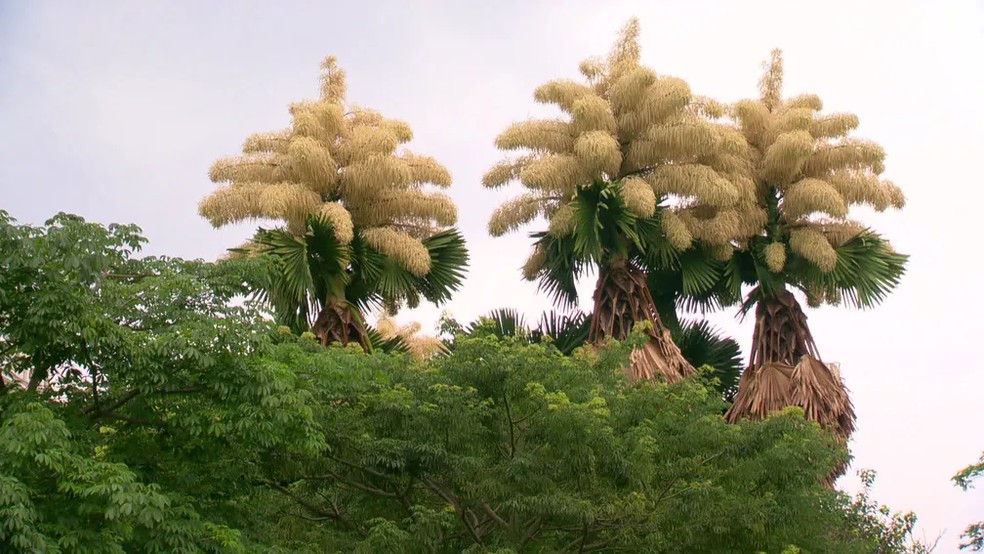 Talipots floridas no Aterro do Flamengo — Foto: Reprodução/TV Globo