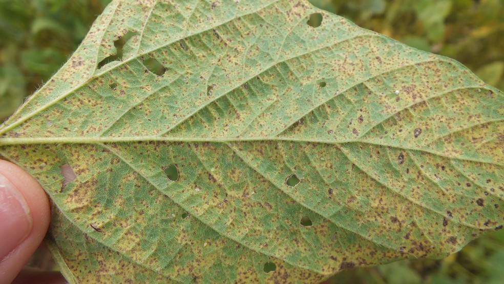 Doença causa pústulas nas folhas — Foto: Embrapa