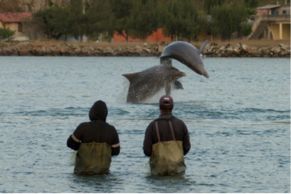 Debate sobre pesca da Tainha reacende impasse entre sustentabilidade e interesses regionais
