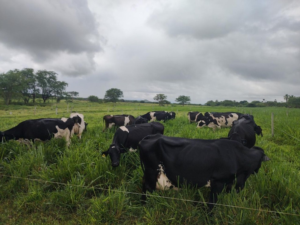 Produção de leite da Fazenda 2W, em Monte Azul (MG), dobrou em dois anos de assistência — Foto: Divulgação
