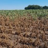 Medida atende produtores atingidos por fenômenos climáticos - Felipe Bieger/Arquivo pessoal