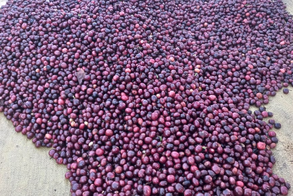Cerca de 20 mil famílias cultivam 50 mil hectares de café em Rondônia — Foto: Divulgação