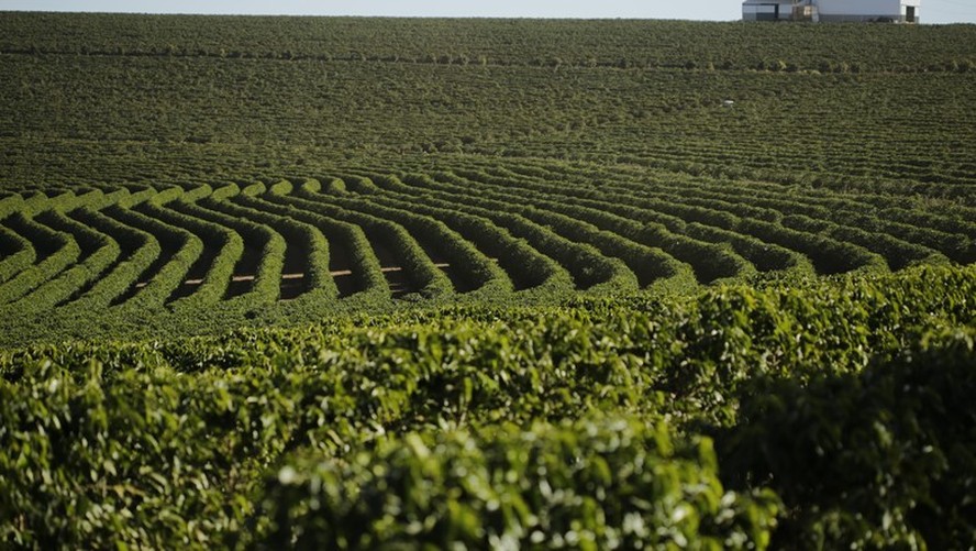 Retomada das chuvas nas regiões produtoras de café tende a viabilizar a realização de adubações nas lavouras