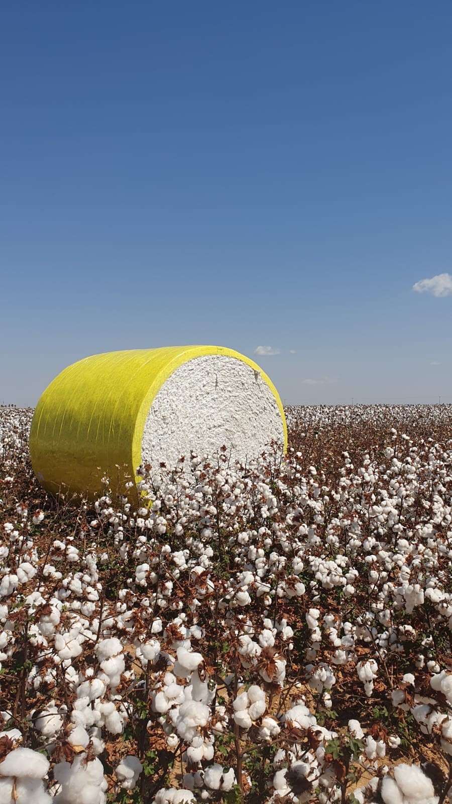 Clima favorece produtividade do algodão em Goiás