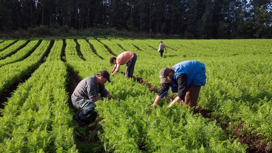 Pessoas trabalhando na agricultura