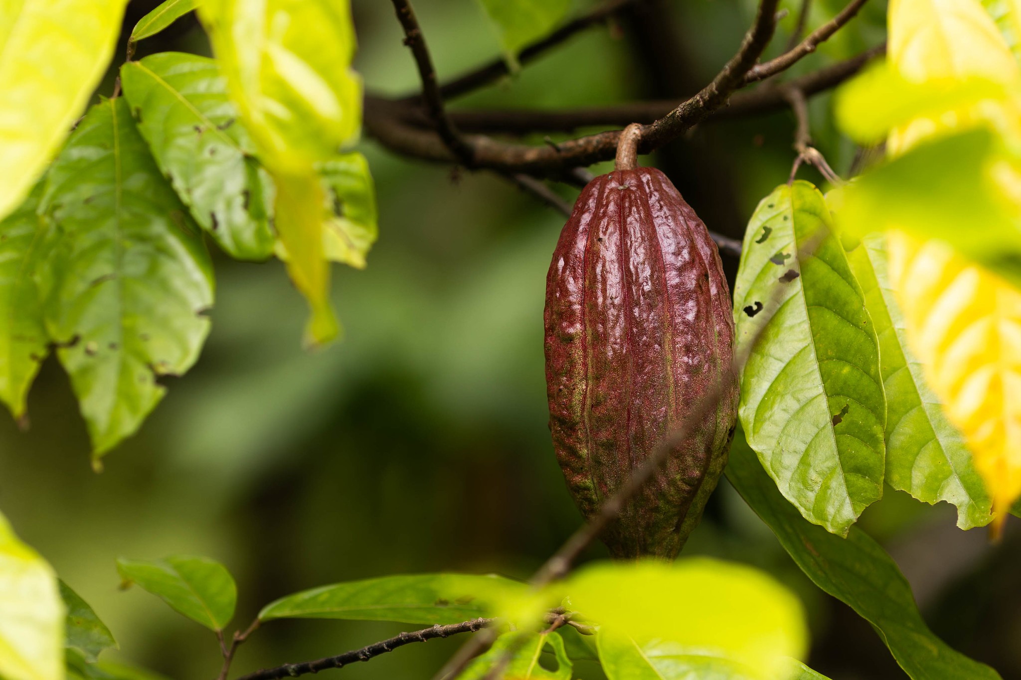 Cacau segue em alta e atinge máxima de um mês em Nova York
