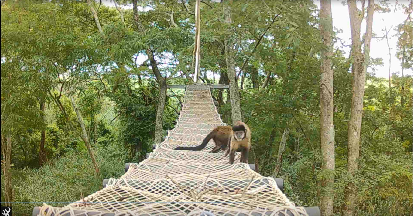 Pontes em árvores viram caminho para macacos e aves atravessarem ferrovias