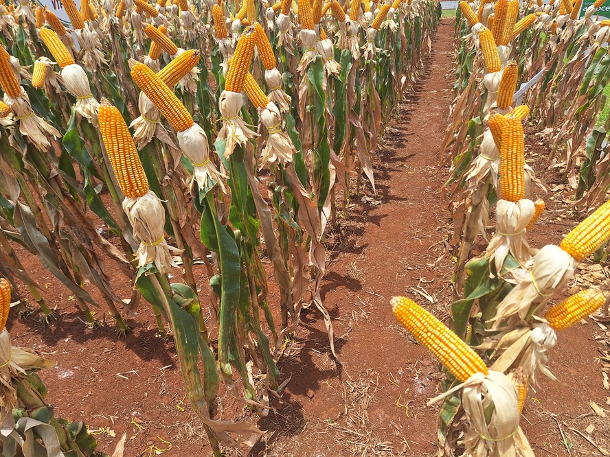 Brasil deve aumentar produção de milho e área de trigo na safra 2024/25