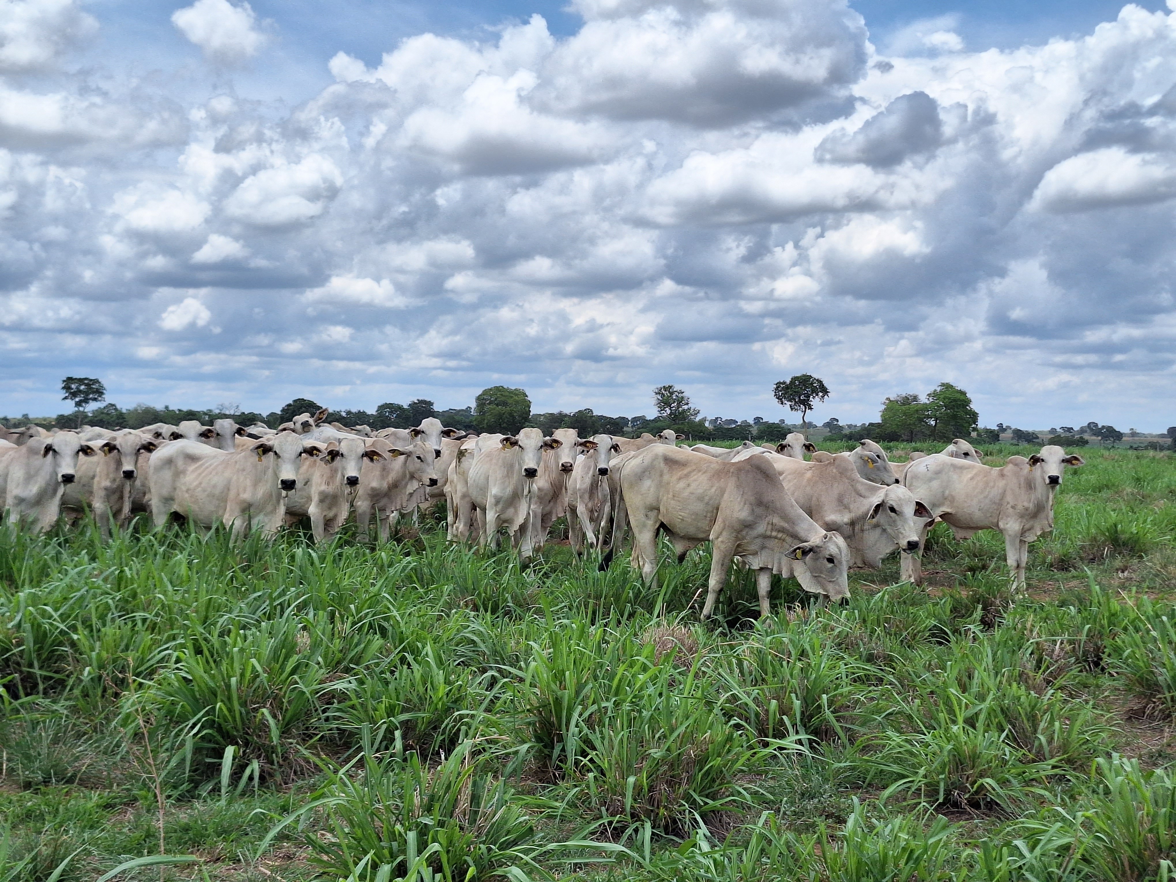 JBS amplia programa de regularização ambiental para pecuaristas