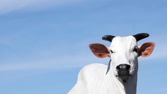 Conheça a Donna, vaca “estrela” da ExpoZebu este ano