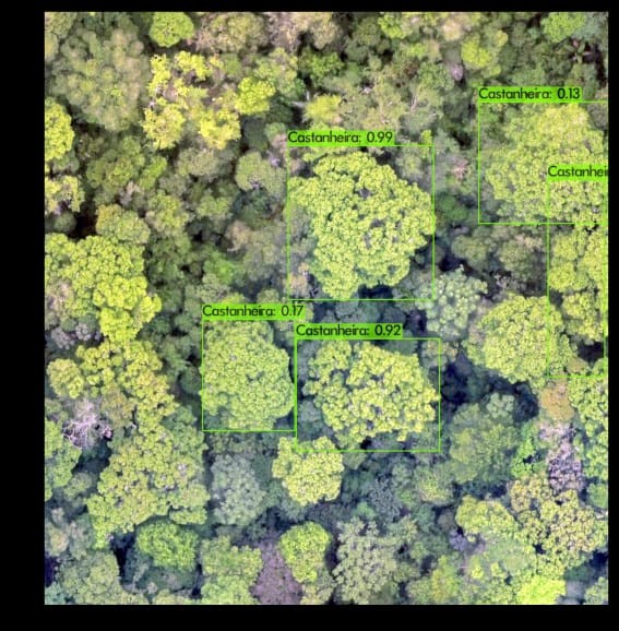 Aplicativo identifica castanheiras e ‘guia’ extrativistas pela floresta - QTU Questões do Universo